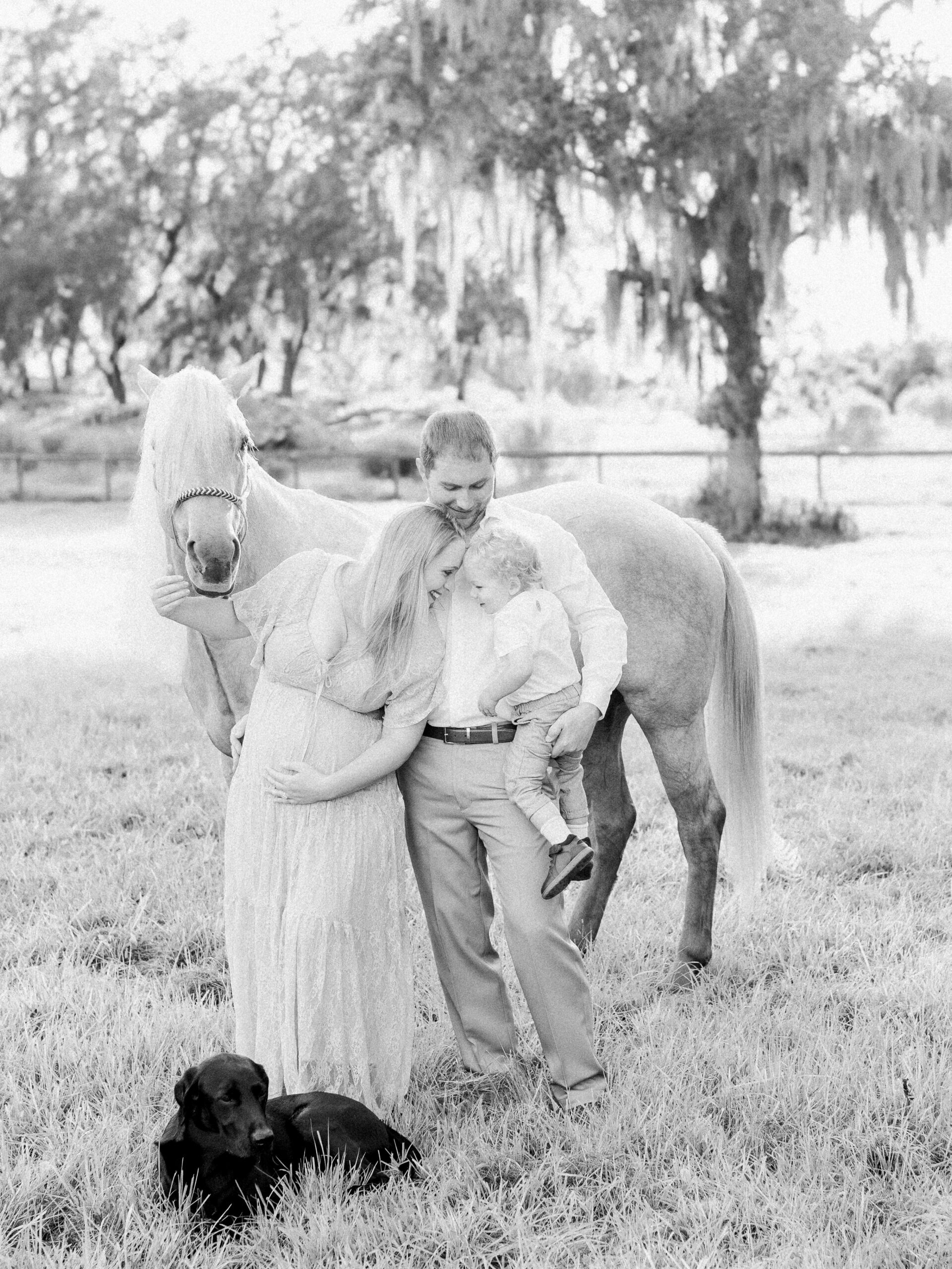 Dad and pregnant mom leaning in snuggling two year old boy with a horse in a pasture during golden hour light.