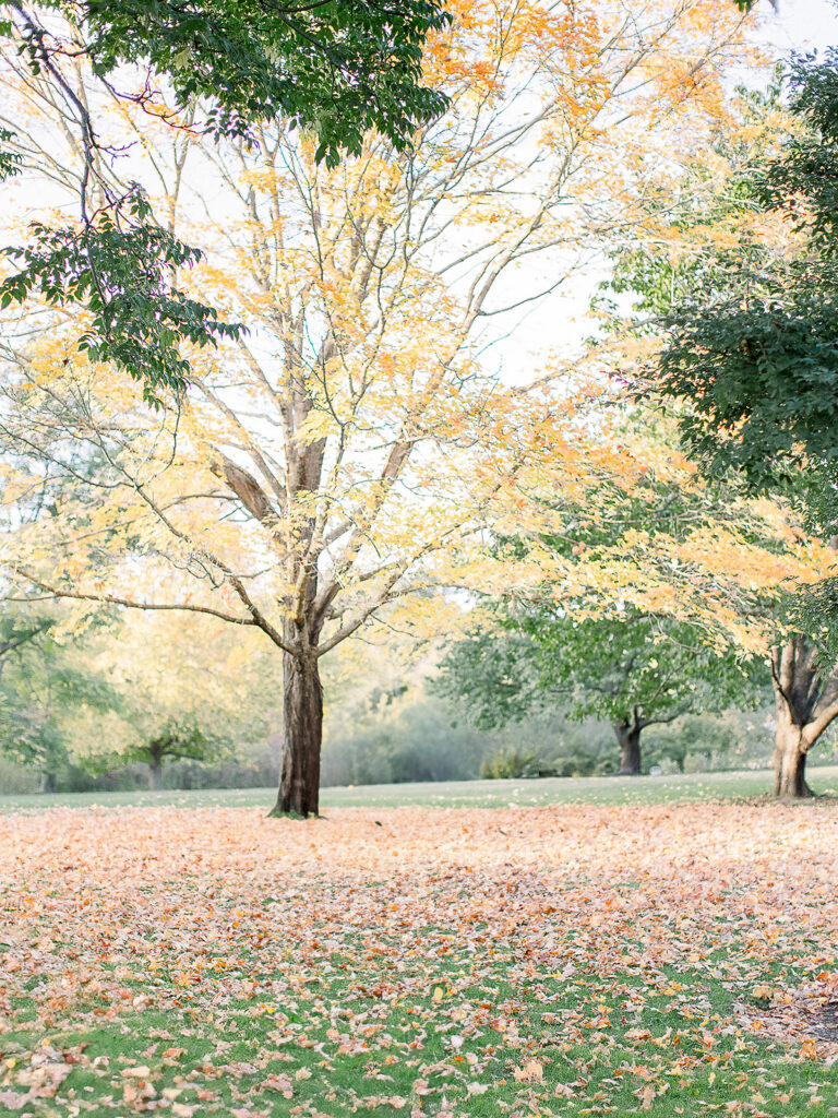 Vibrant yellow tree amongst lush green and crunchy fall leaves.